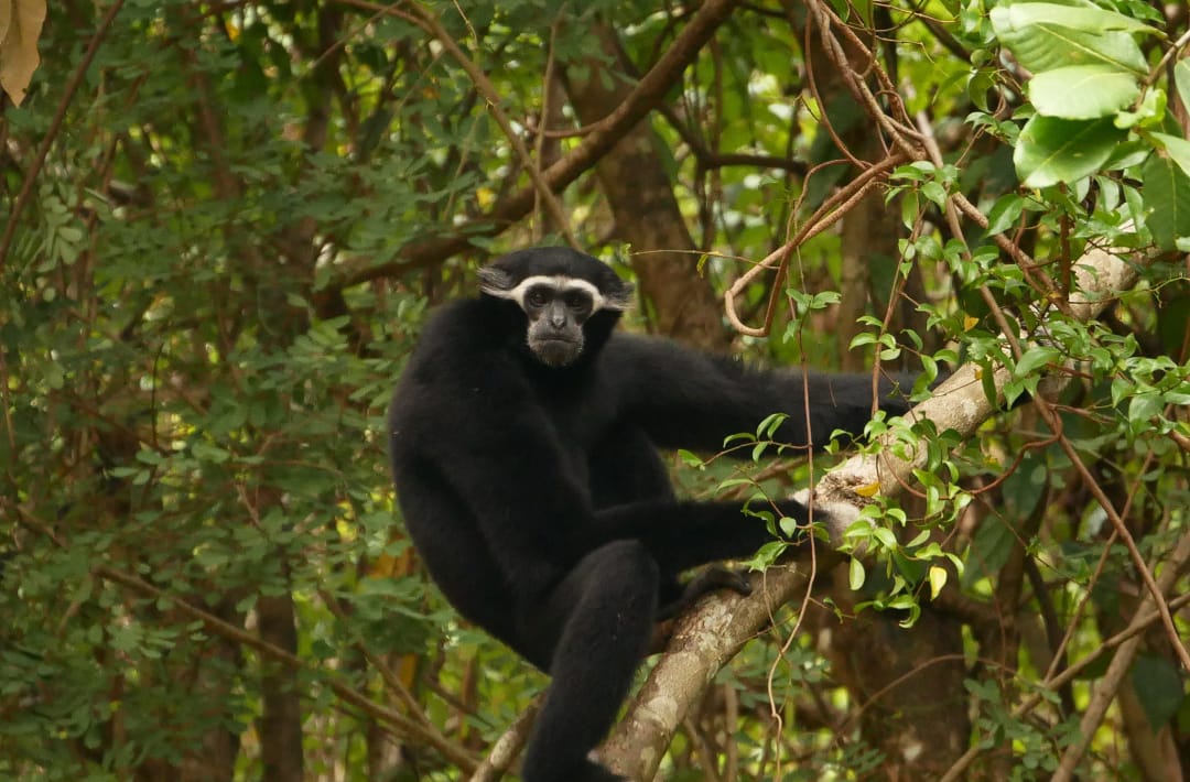 Hylobates pileatus