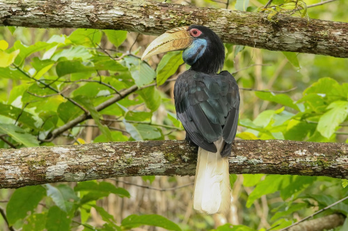Rhyticeros undulatus ssp. aequabilis