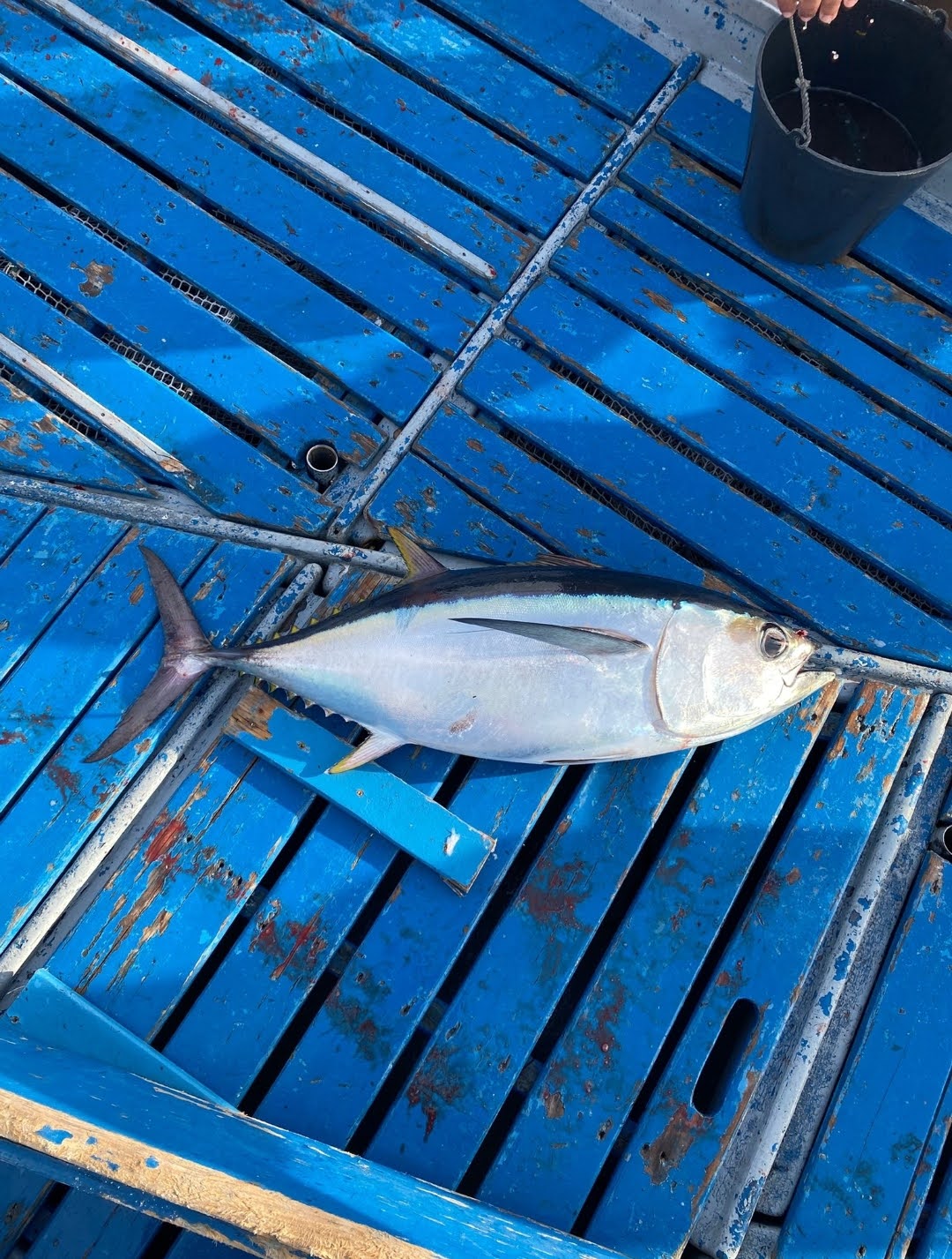 Thunnus alalunga
