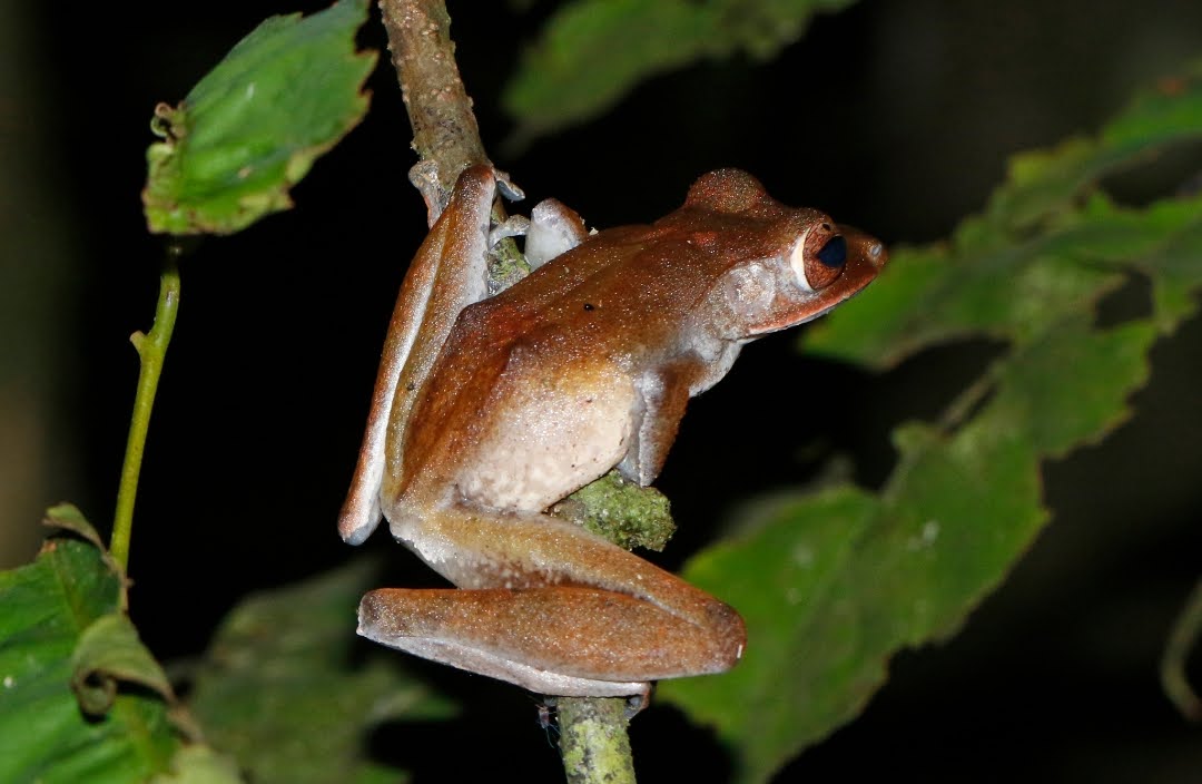 Polypedates colletti