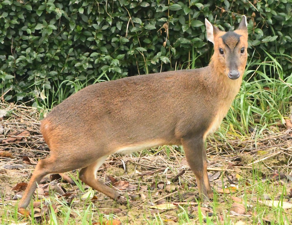 Muntiacus reevesi ssp.jiangkouensis