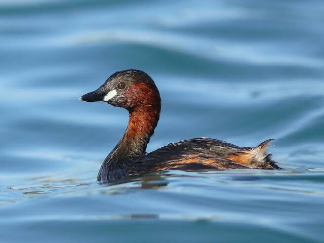 Tachybaptus ruficollis