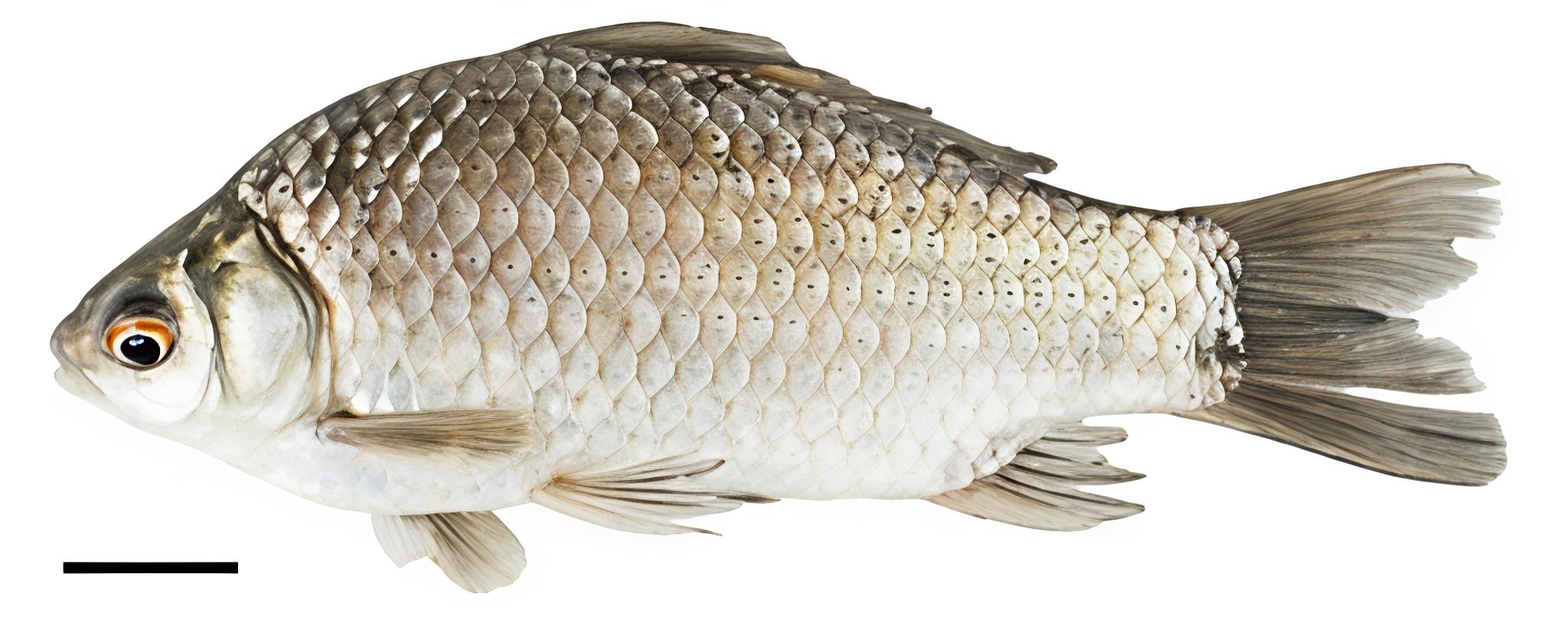 Carassius auratus argenteaphthalmus