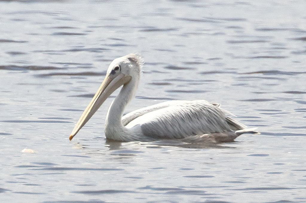 Pelecanus rufescens