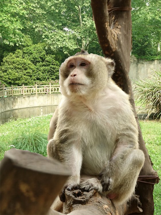 Macaca fascicularis spp.atriceps