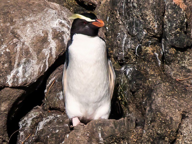 Eudyptes pachyrhynchus