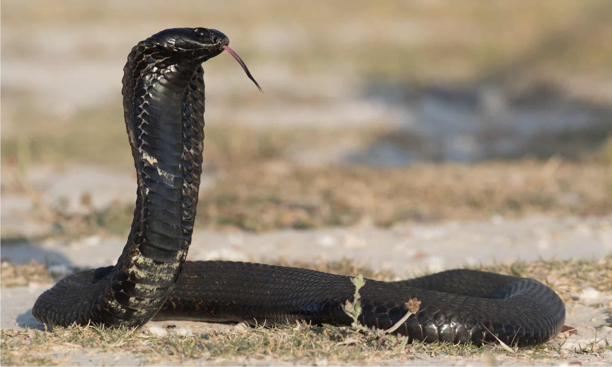 Hemachatus Haemachatus