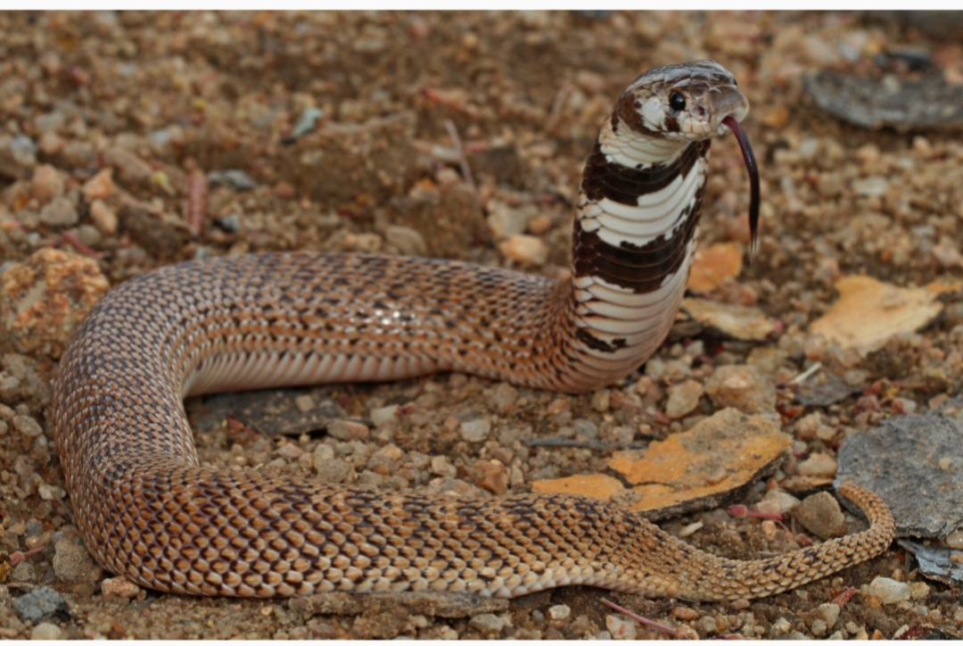Aspidelaps Scutatus