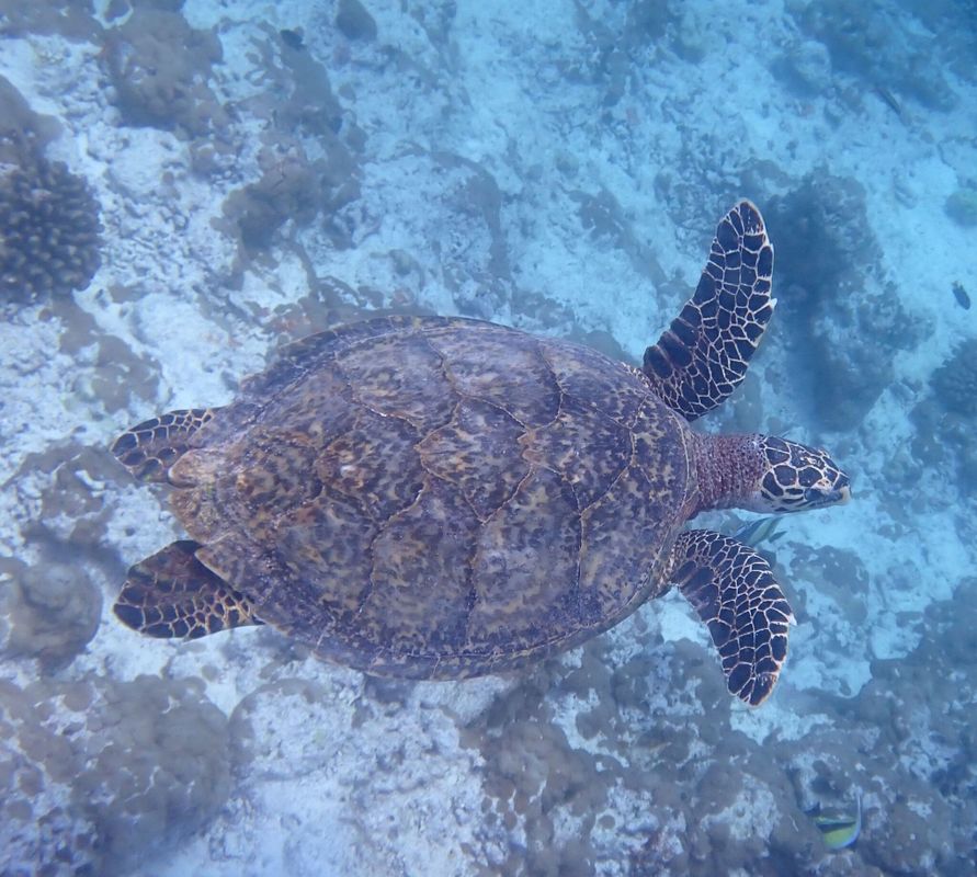 Eretmochelys imbricata
