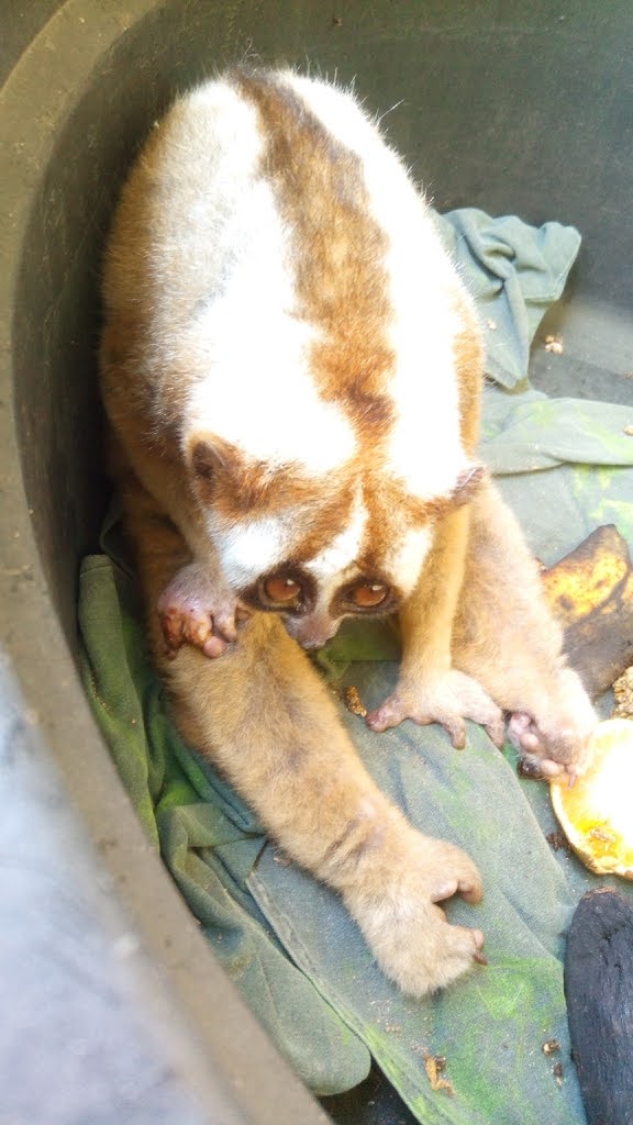 Nycticebus coucang spp.coucang