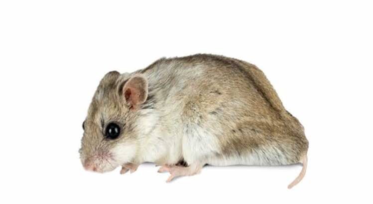 Cricetulus Barabensis