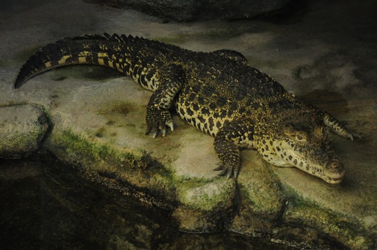 Crocodylus rhombifer