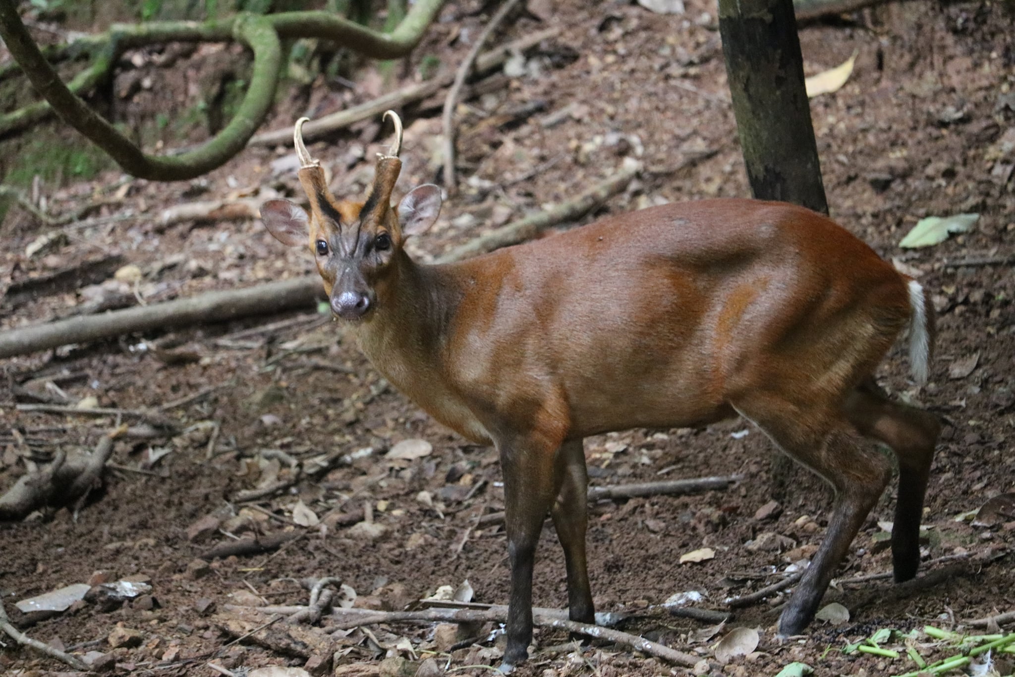 Muntiacus muntjak ssp.pleiharicus
