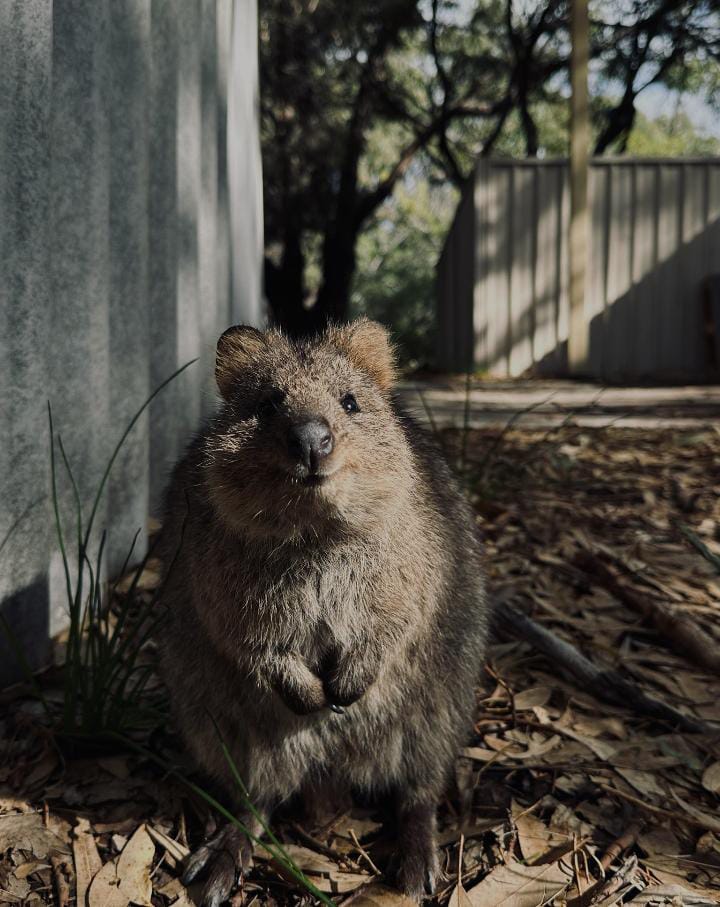 Setonix Brachyurus