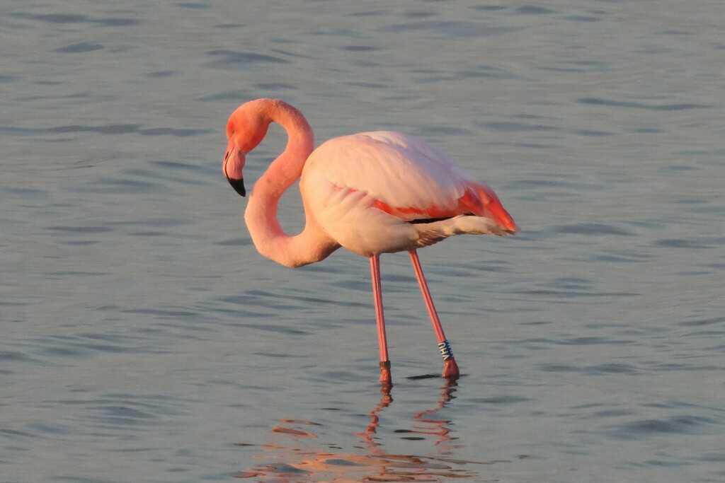 Phoenicopterus roseus × ruber