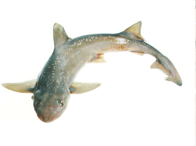 Mustelus Lenticulatus