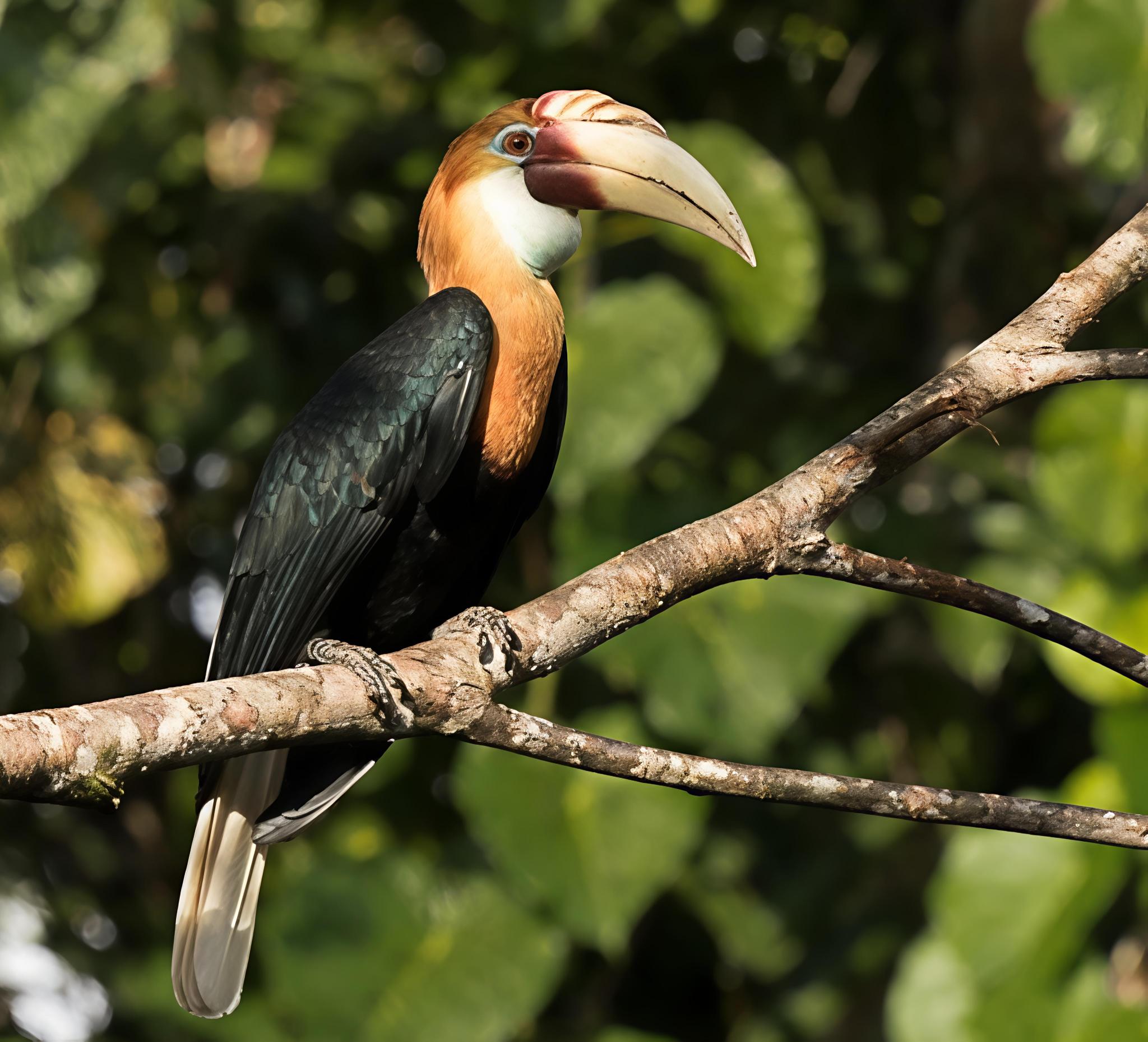 Rhyticeros plicatus ssp. jungei