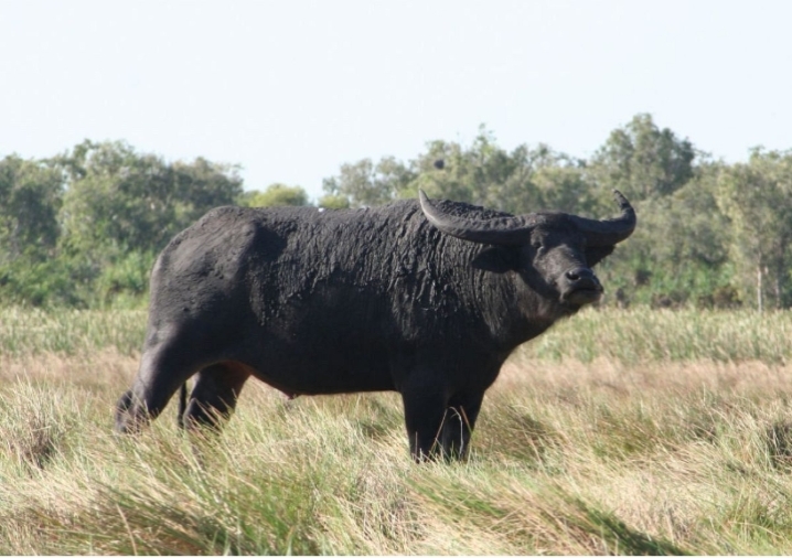 Bubalus arnee spp.hosei
