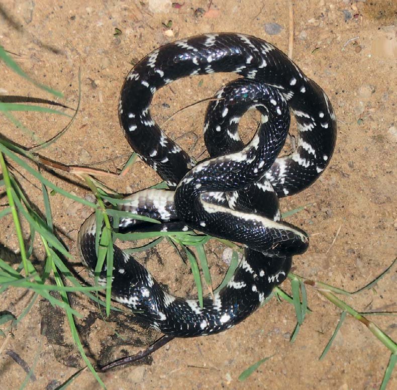 Bungarus Persicus