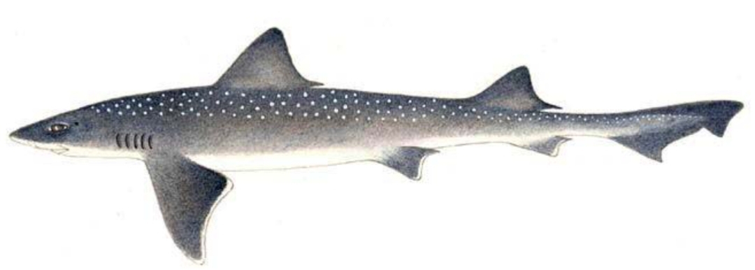 Mustelus palumbes