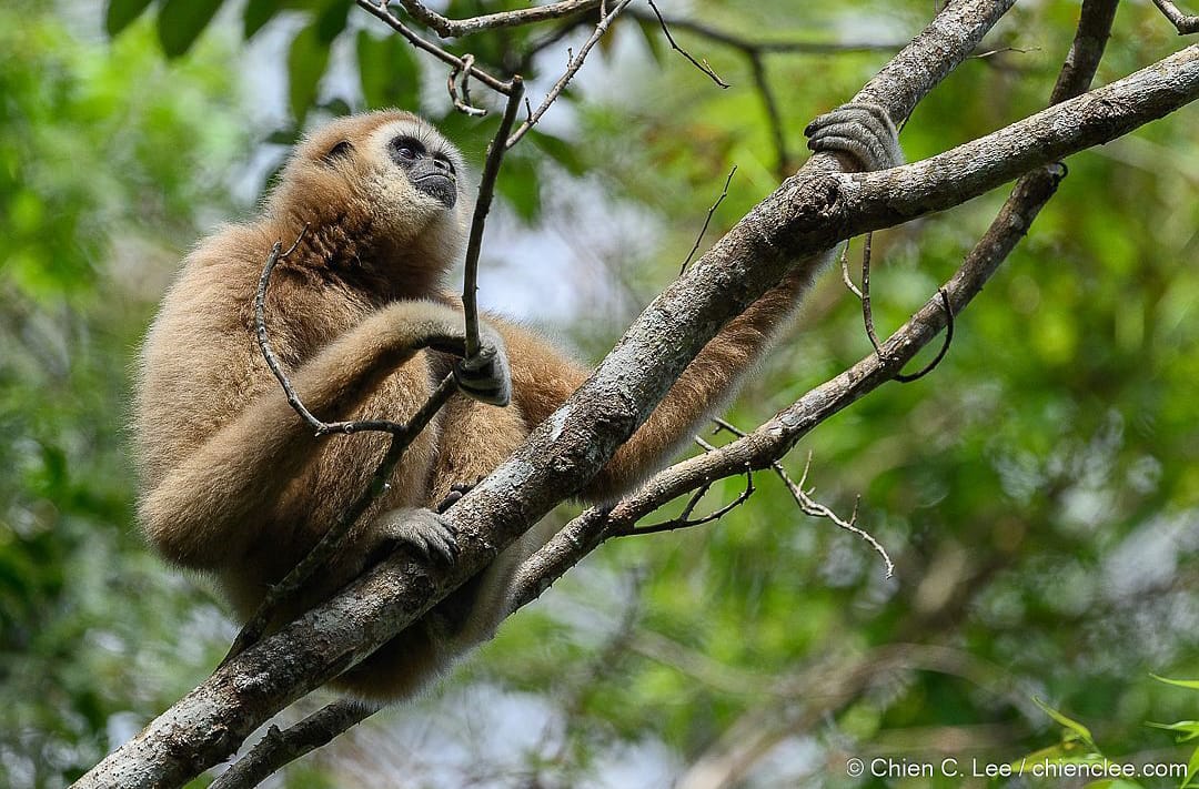 Hylobates moloch