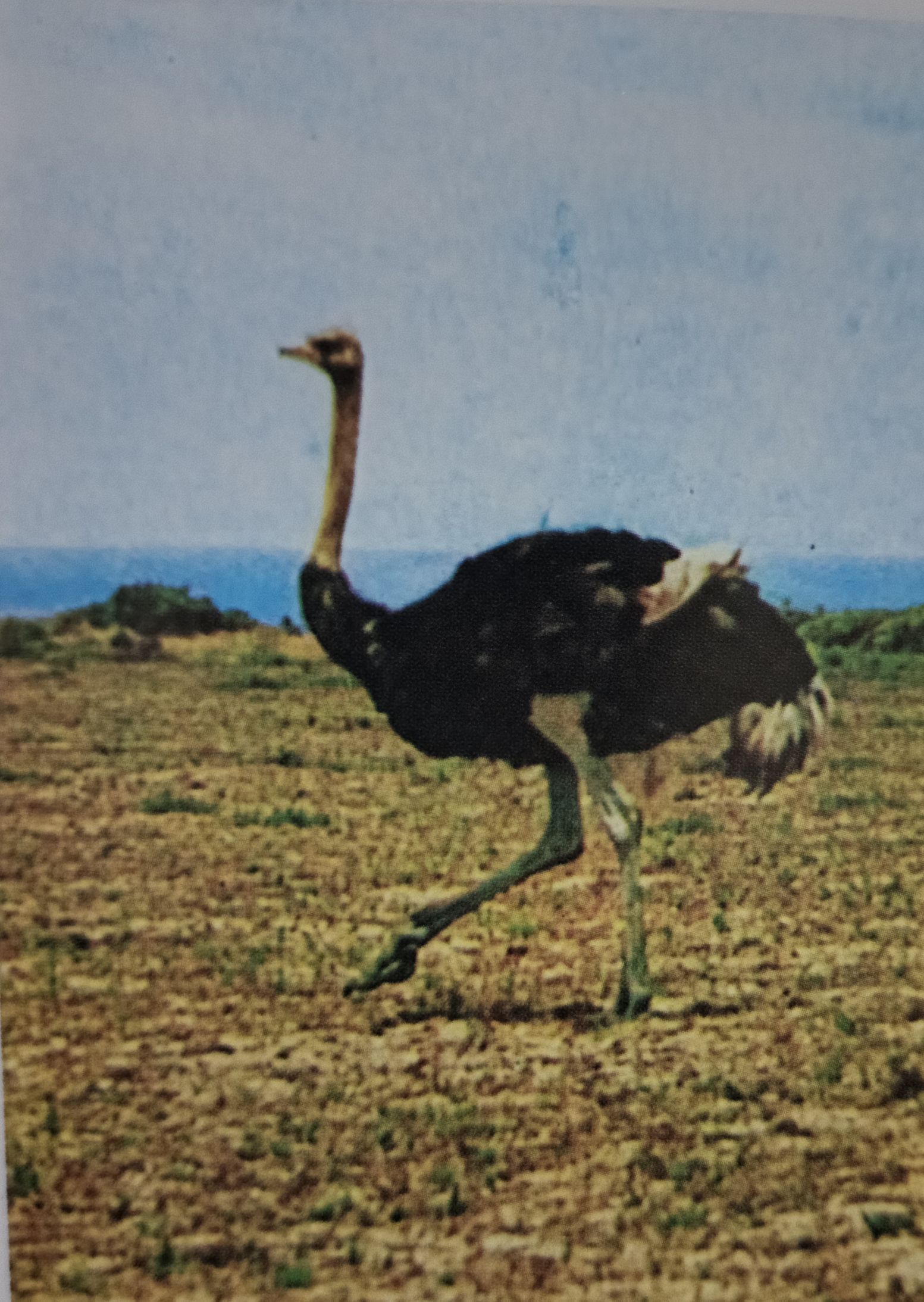Struthio Camelus