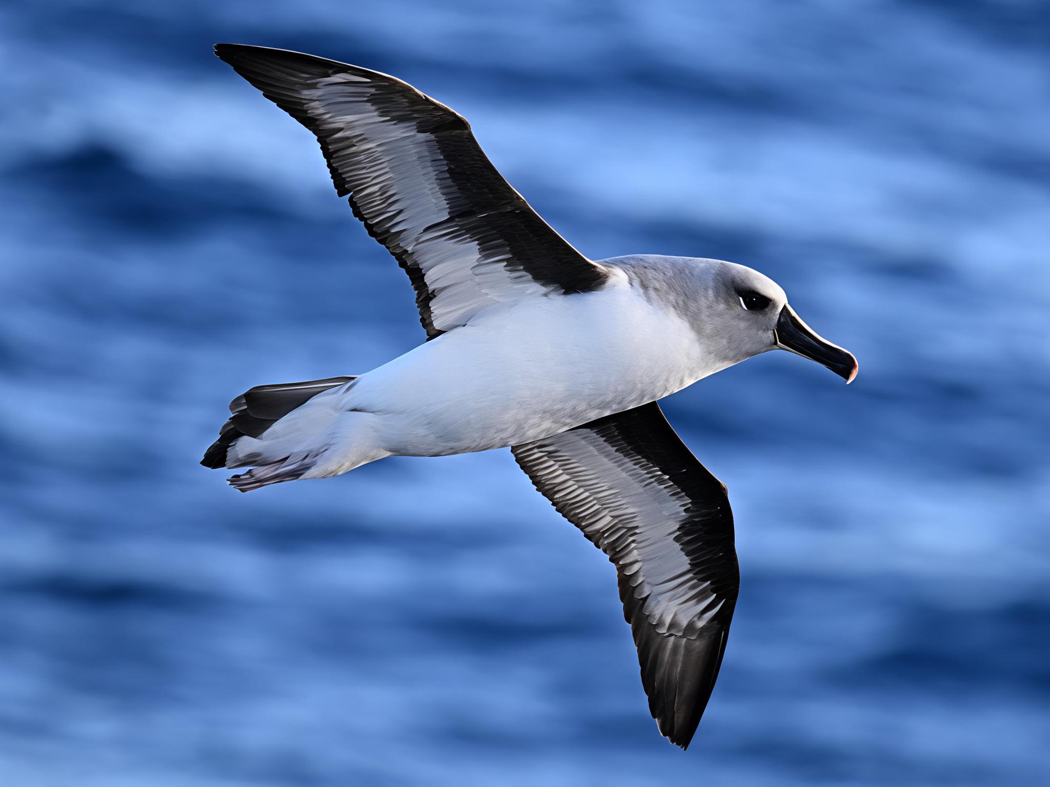 Thalassarche chrysostoma