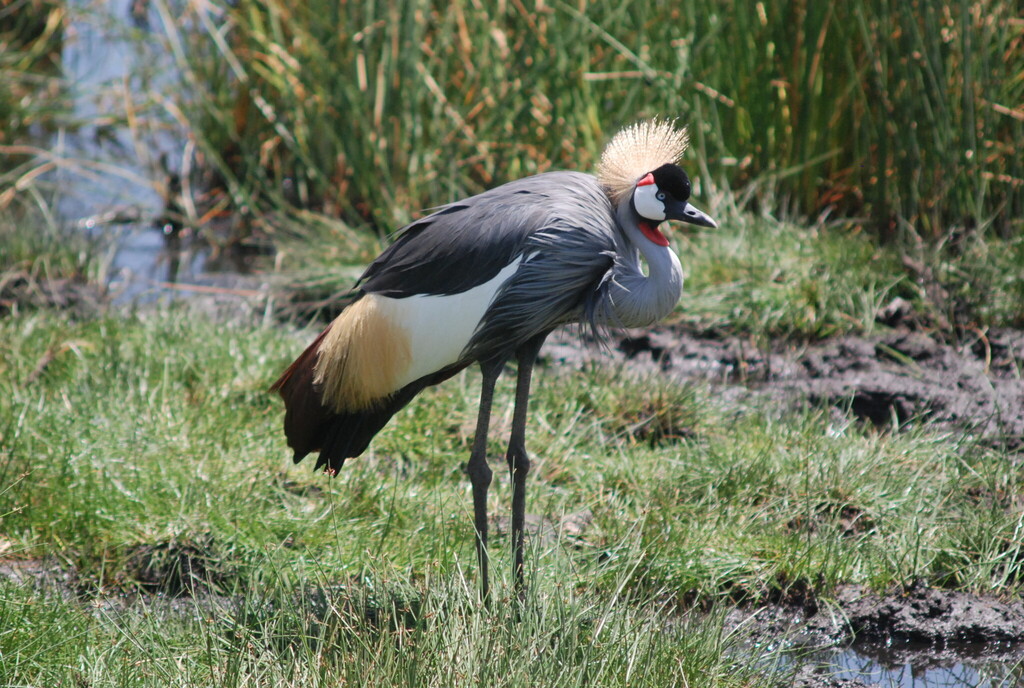 Balearica regulorum ssp. gibbericeps