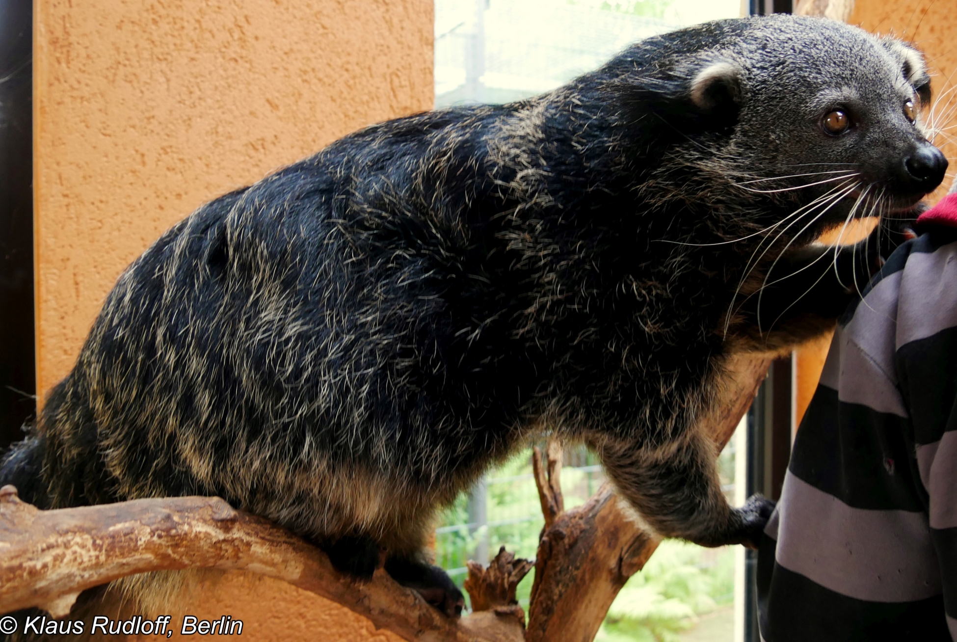 Arctictis binturong ssp. whitei