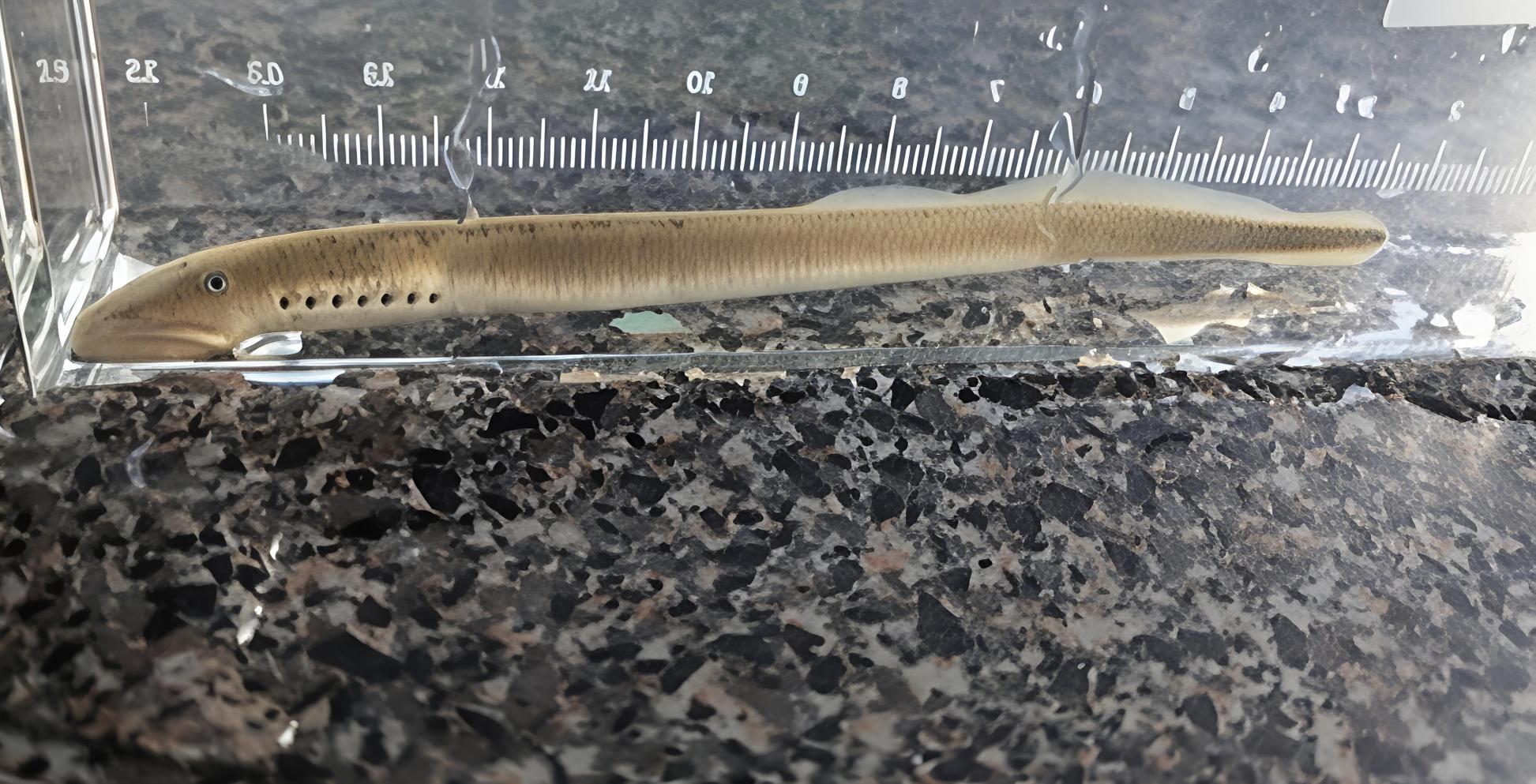 Ichthyomyzon castaneus