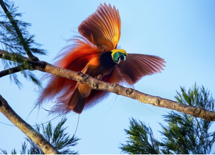 Paradisaea raggiana spp.salvadori