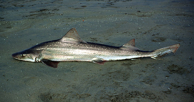 Mustelus Mento