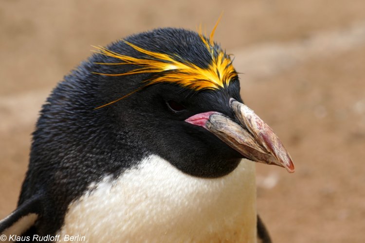 Eudyptes chrysolophus