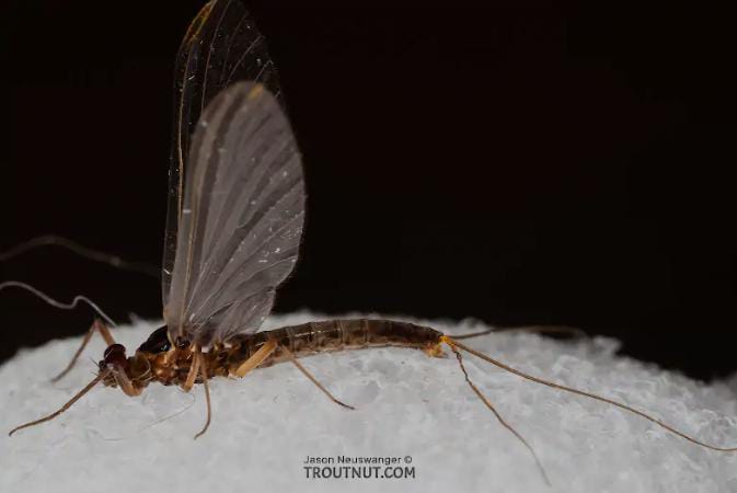 Paraleptophlebia associata