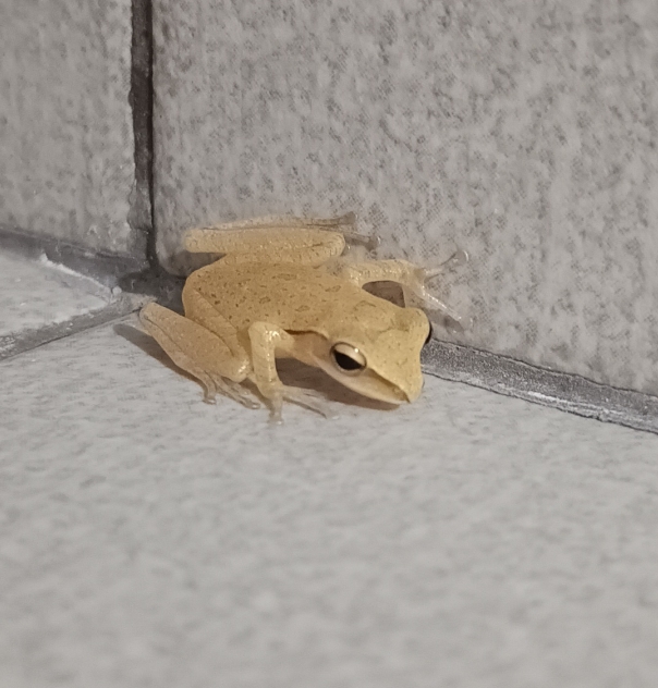 Polypedates leucomystax
