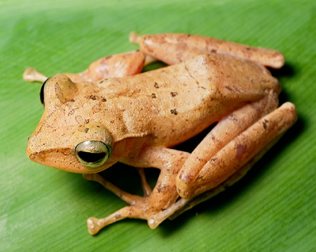 Polypedates discantus