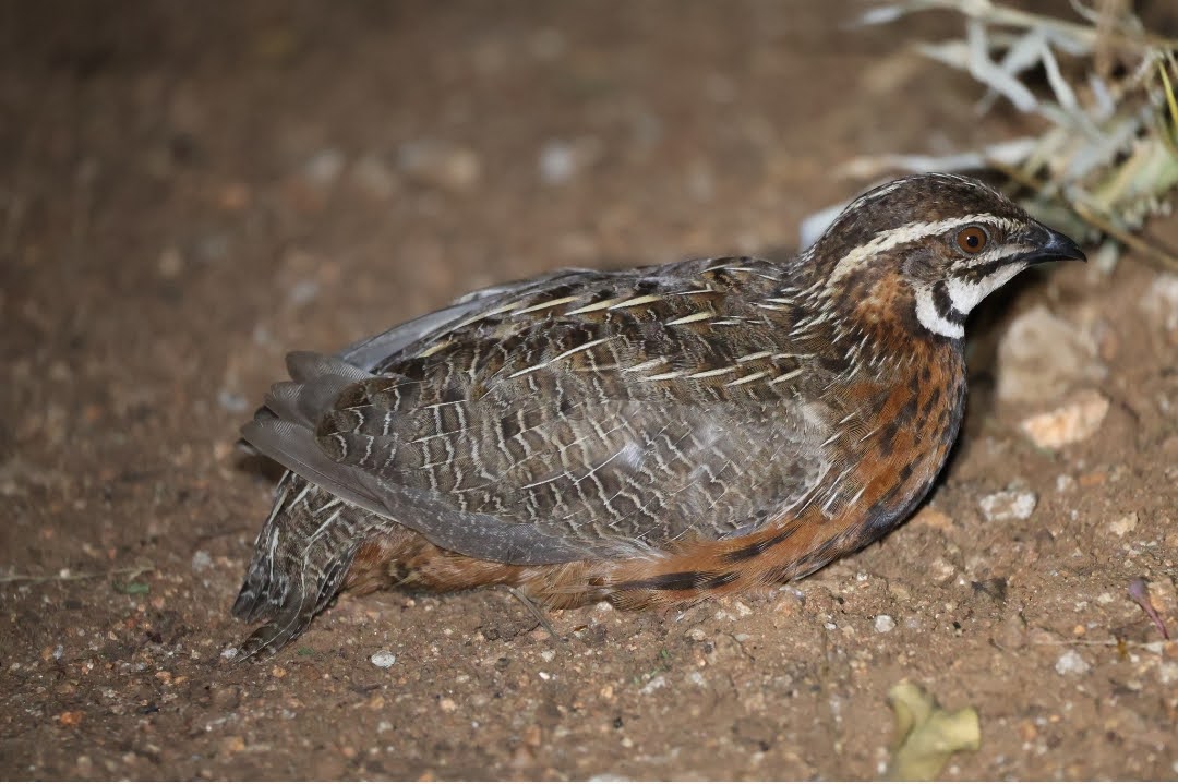 Coturnix delegorguei