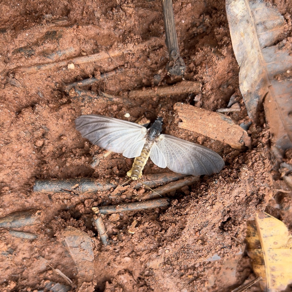 Proboscidoplocia Ruffieuxae