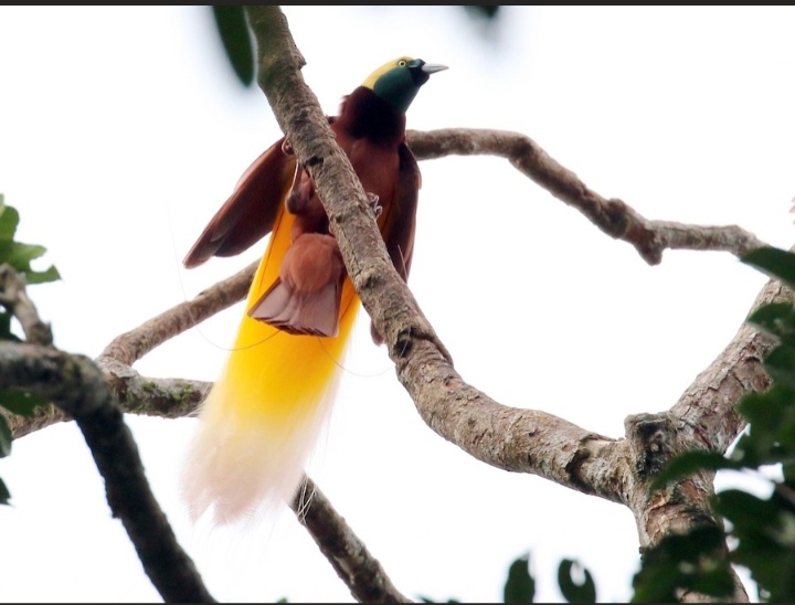 Paradisaea apoda spp.apoda