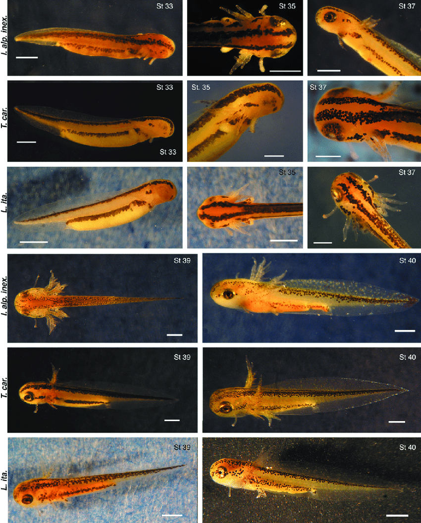 Ichthyosaura alpestris inexpectatus