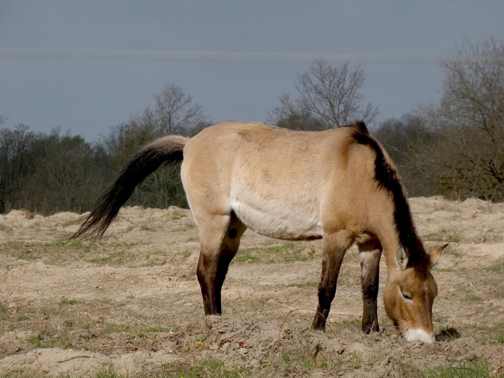 Equus ferus