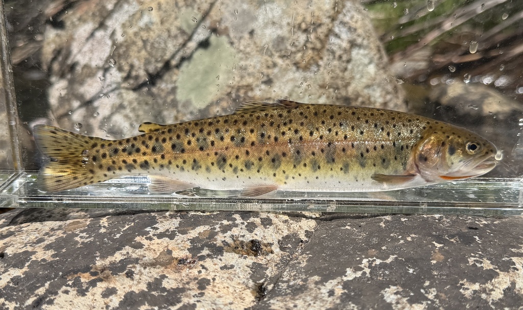 Oncorhynchus henshawi