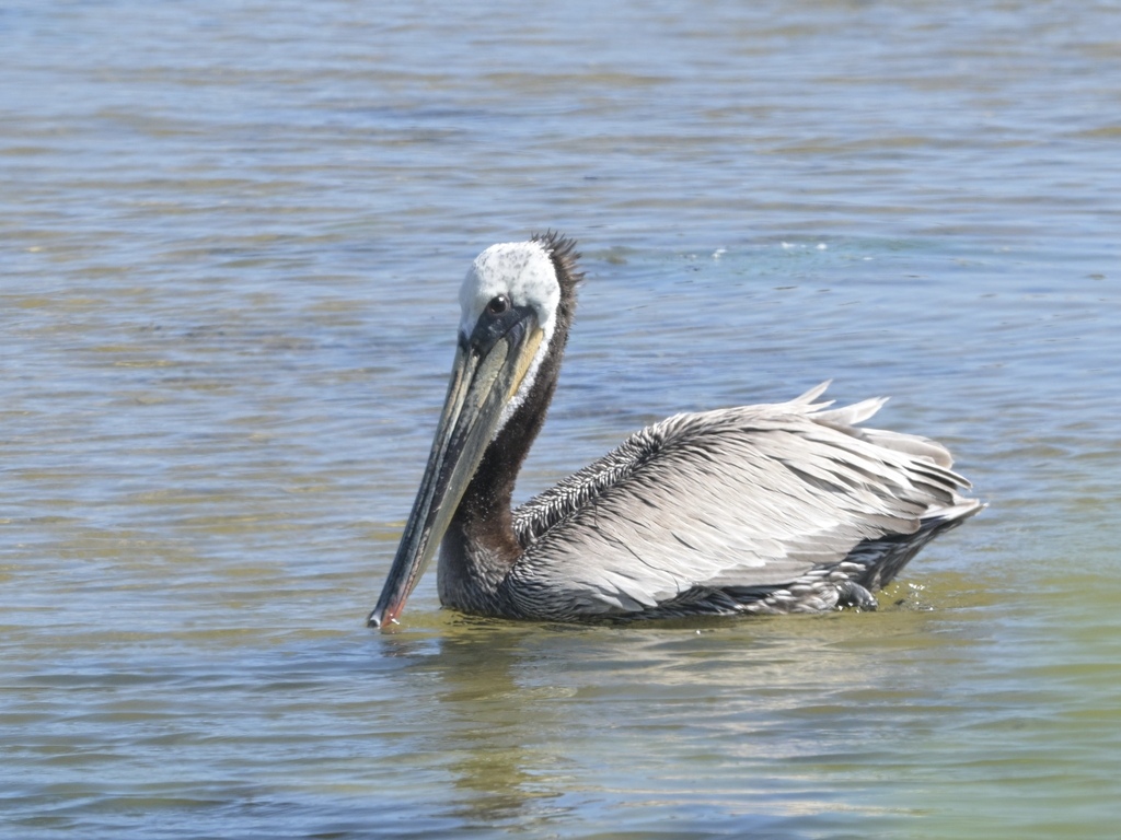 Pelecanus occidentalis