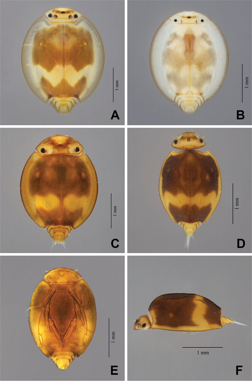 Prosopistoma alaini
