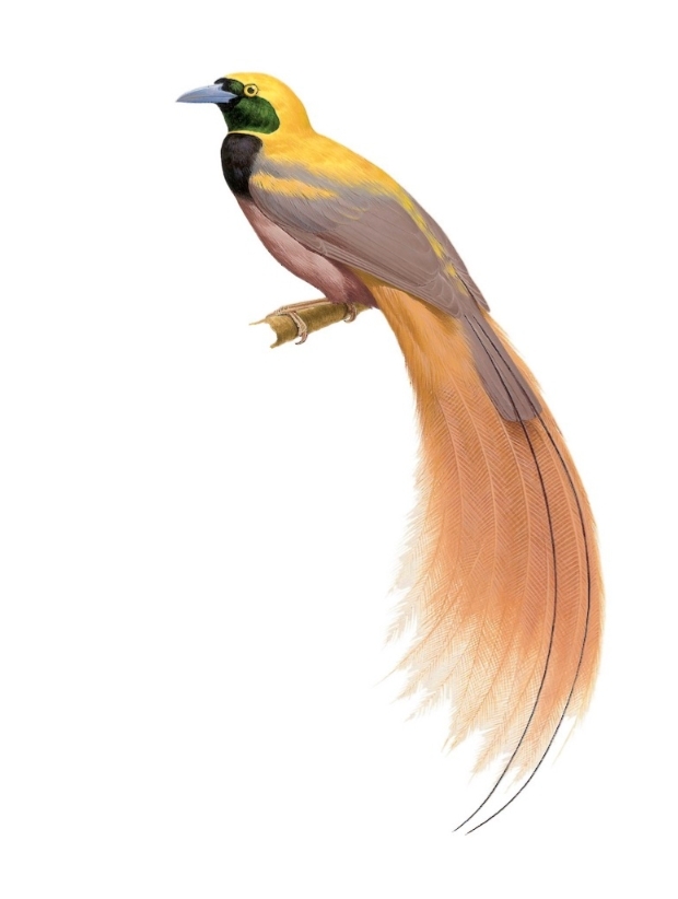 Paradisaea raggiana spp.augustaevictoriae