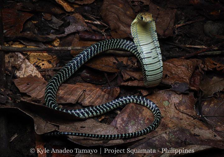 Ophiophagus Salvatana