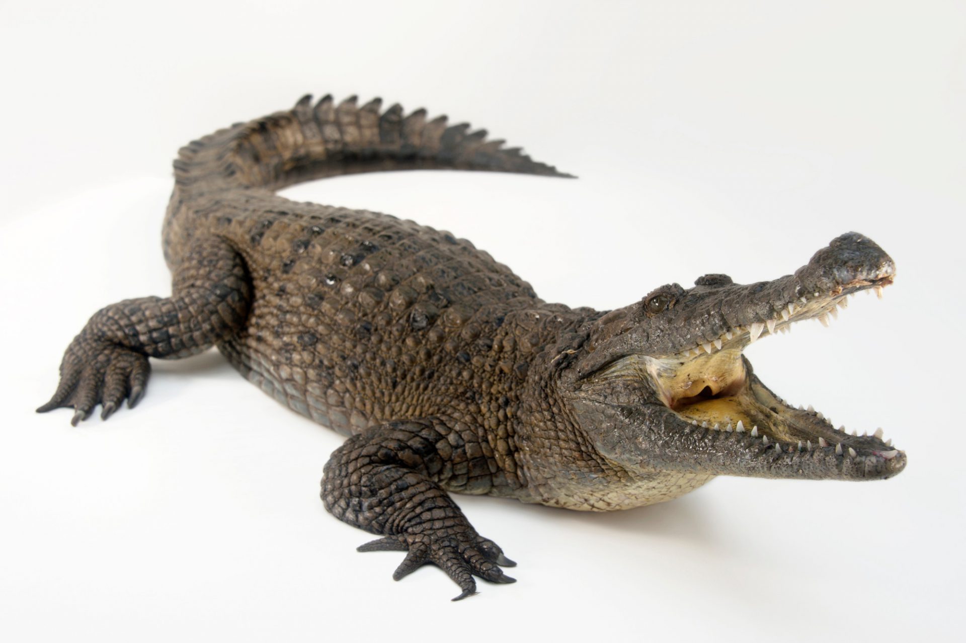 Crocodylus halli