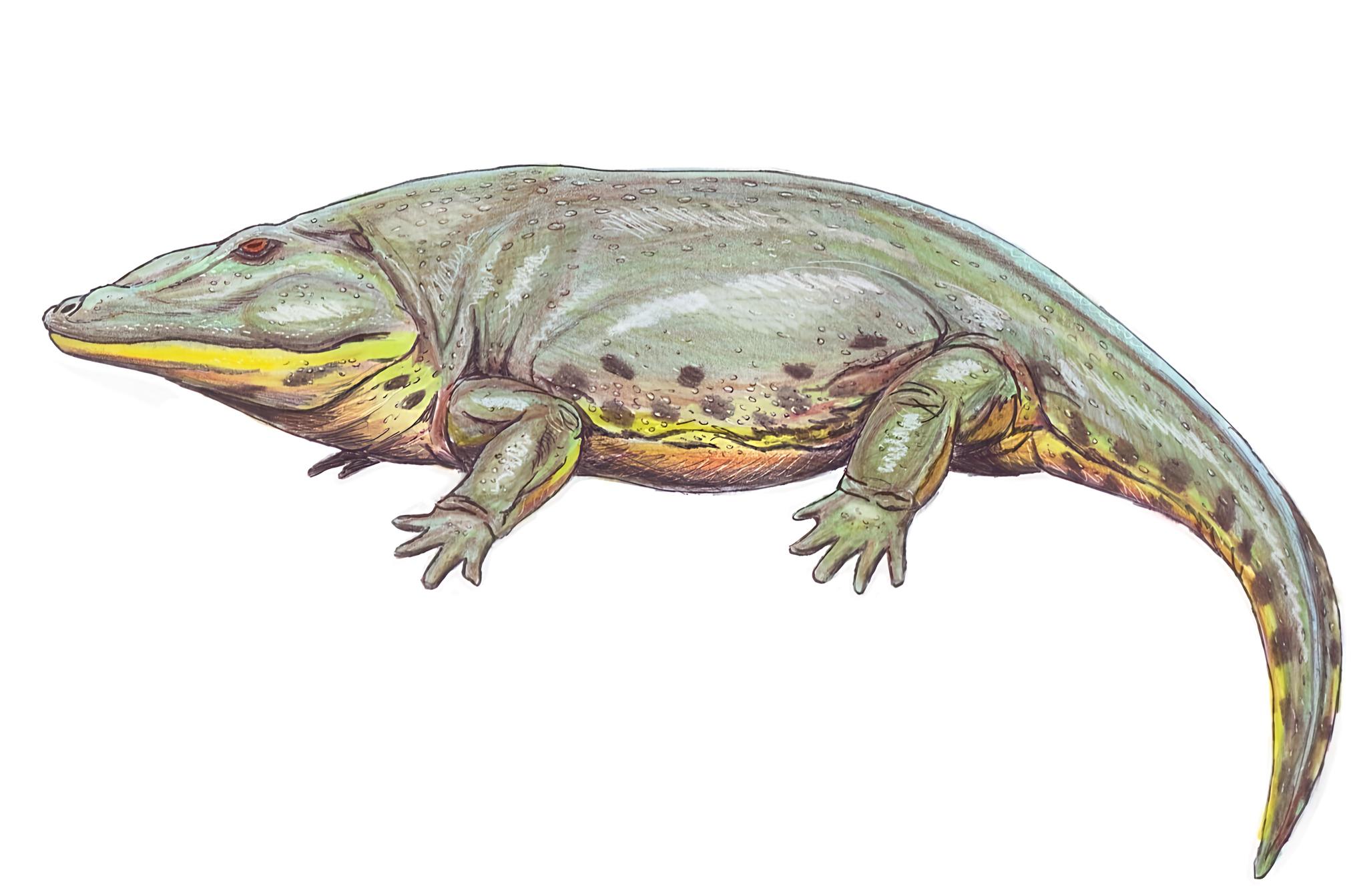 Eryops megacephalus