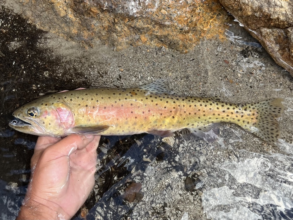 Oncorhynchus henshawi ssp.henshawi