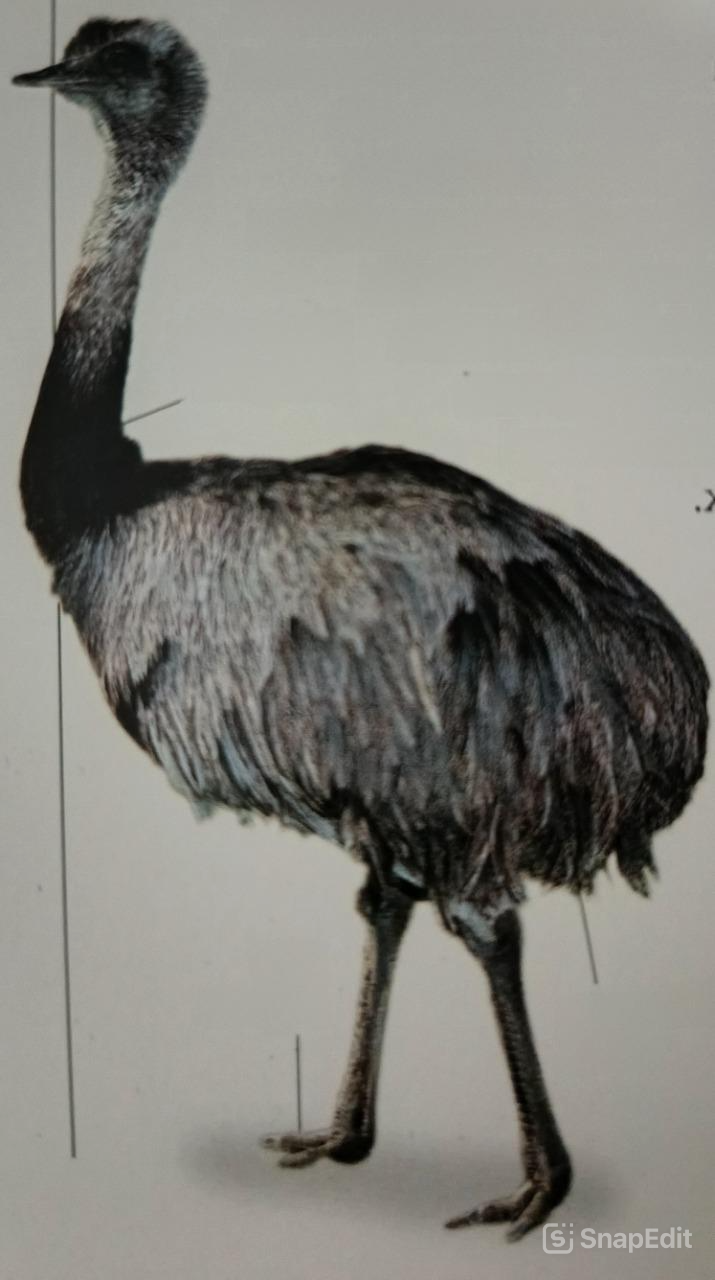 Rhea Americana